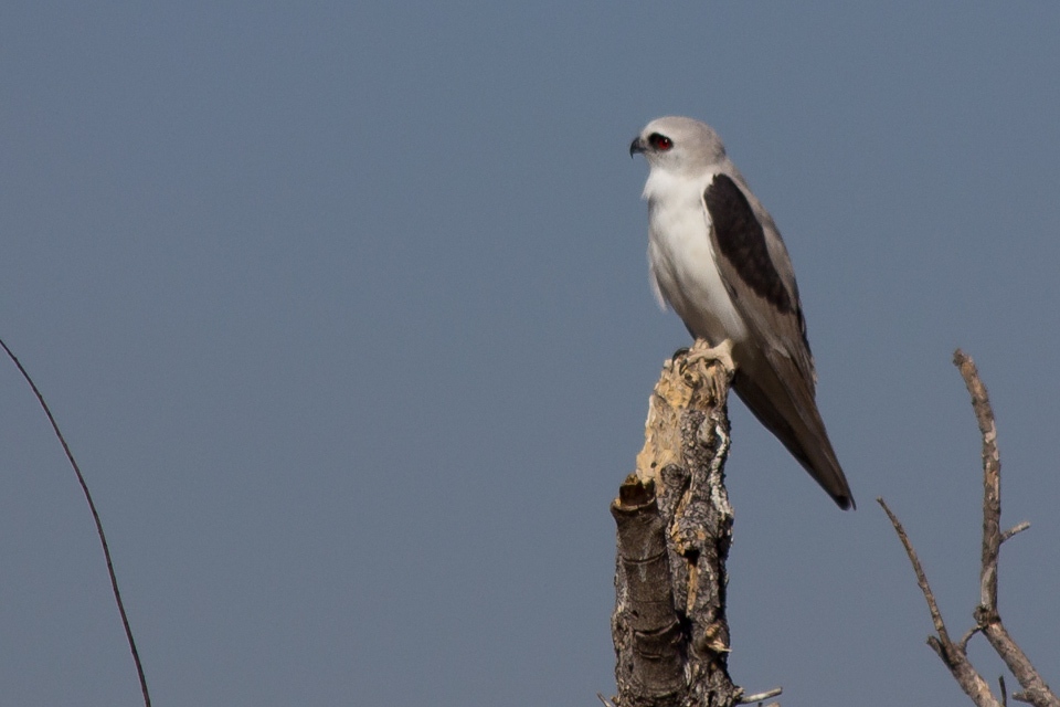 Letter-winged Kite (Elanus scriptus)